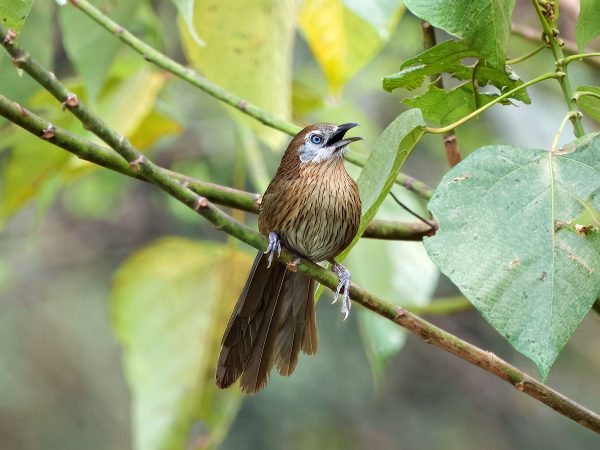 Spiny Babbler