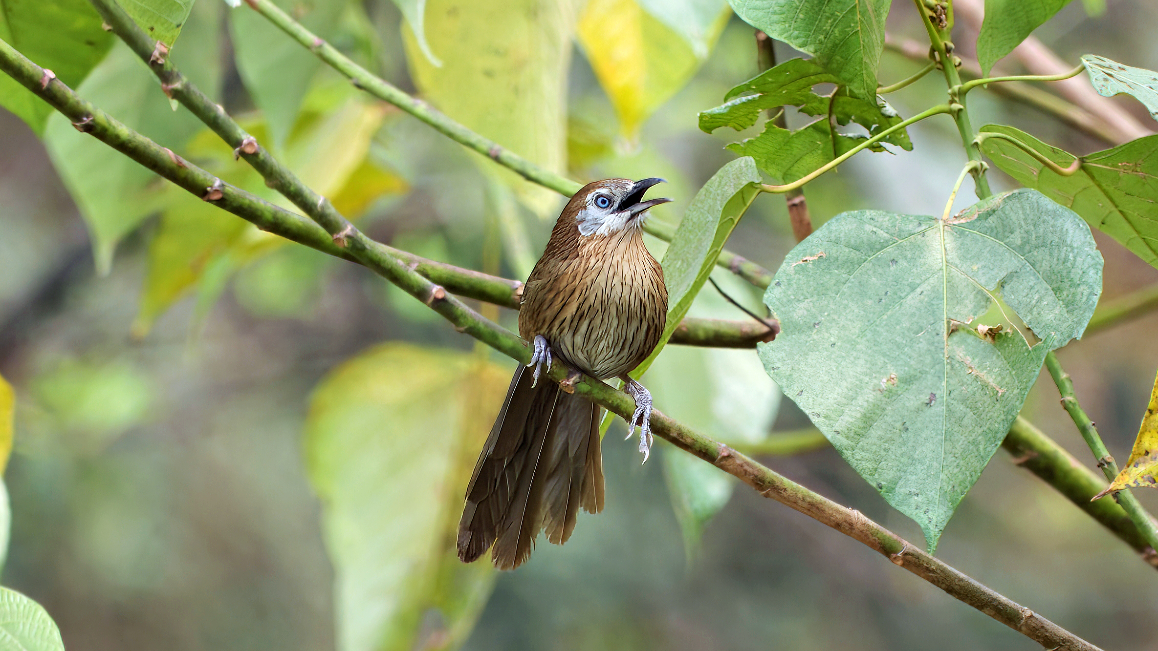Spiny Babbler